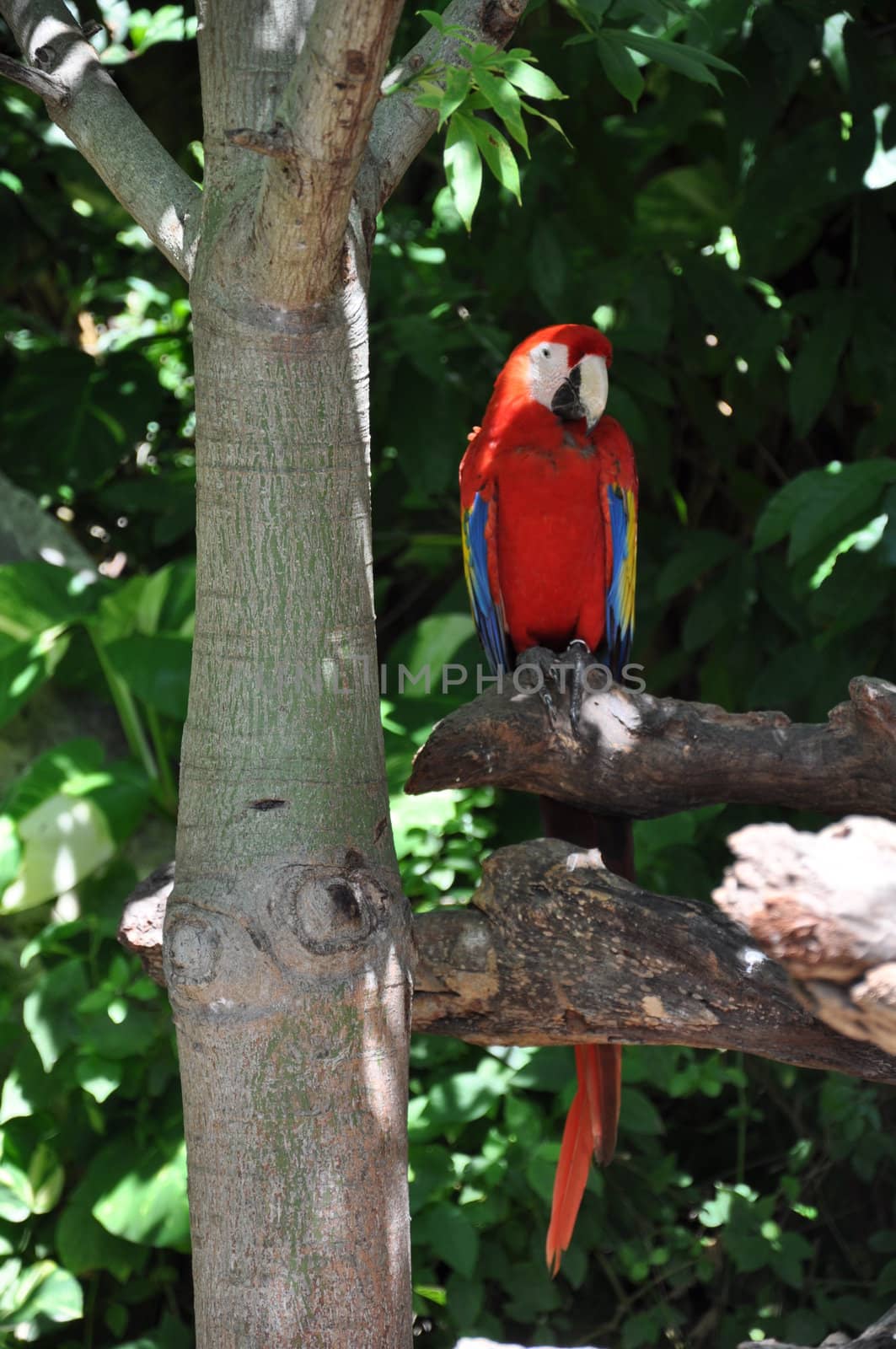 Tropical Parrot