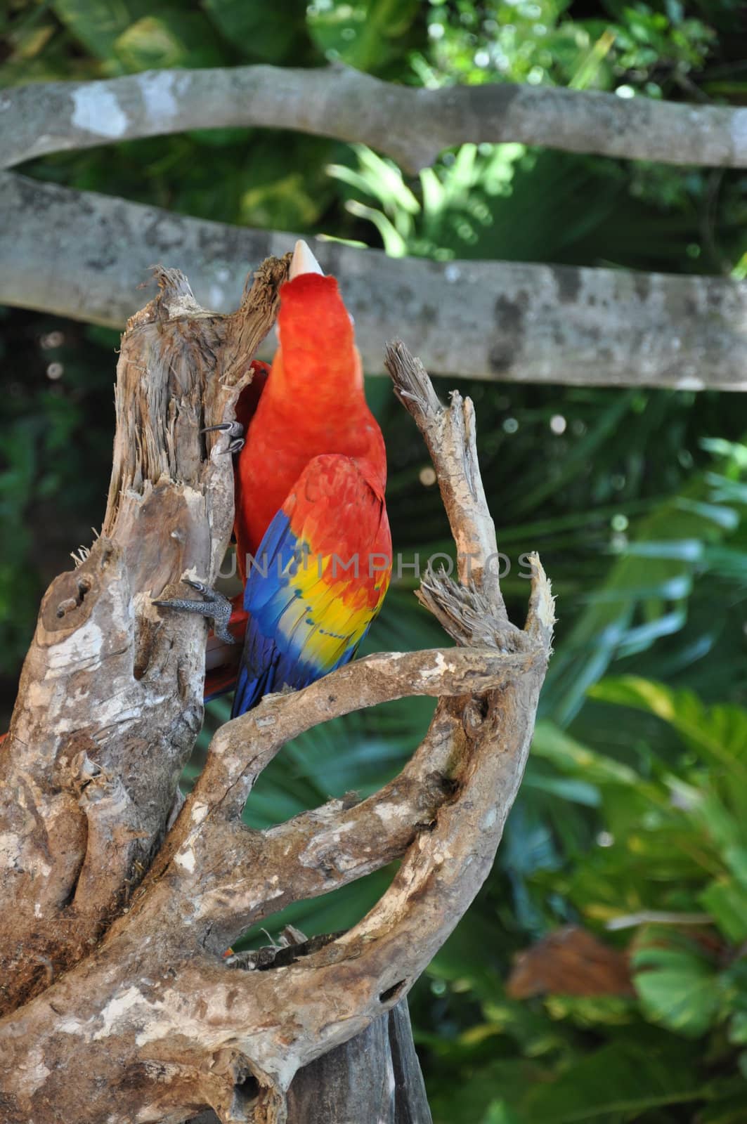 Tropical Parrot