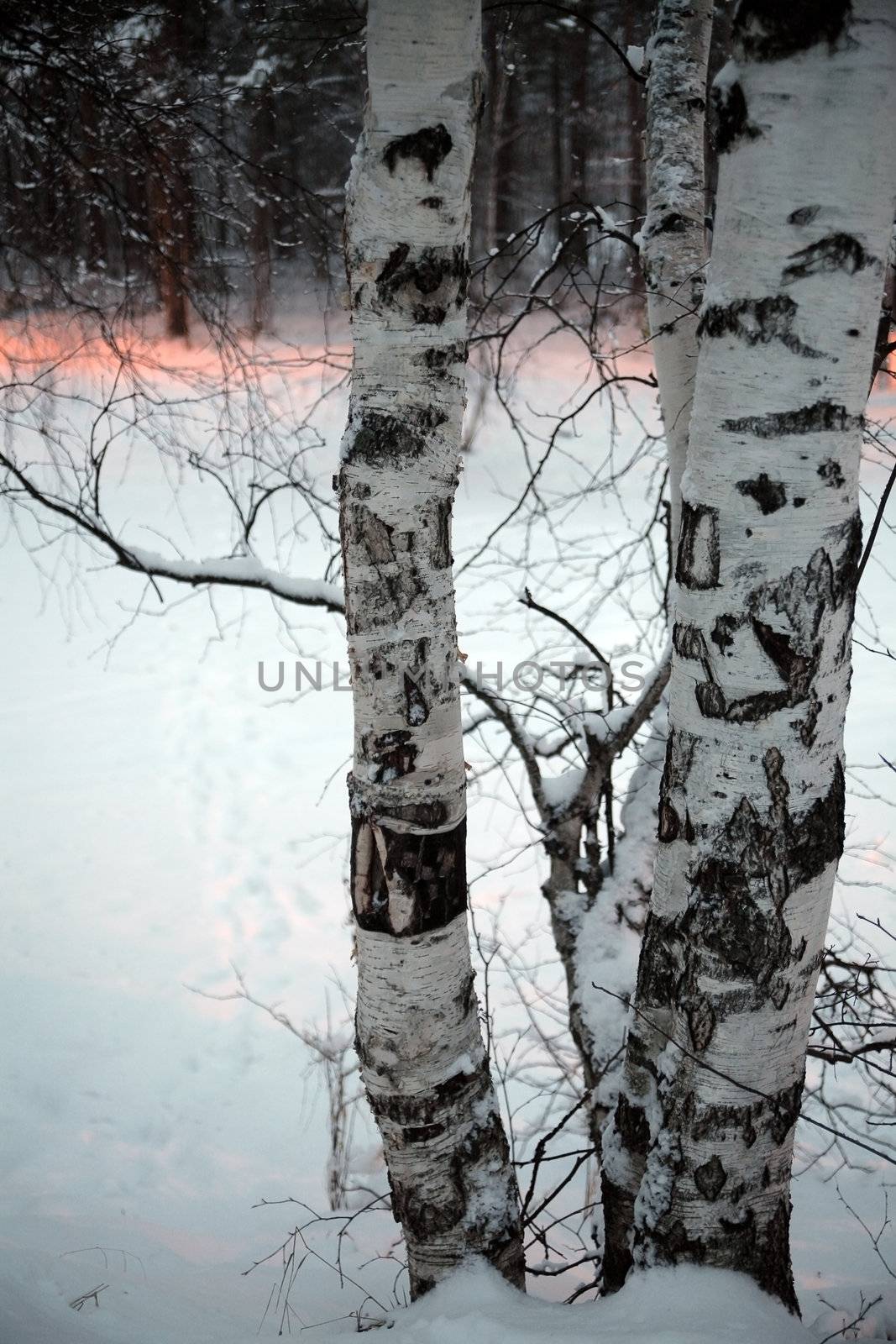 white barrels of bare birchs are in the winter forest