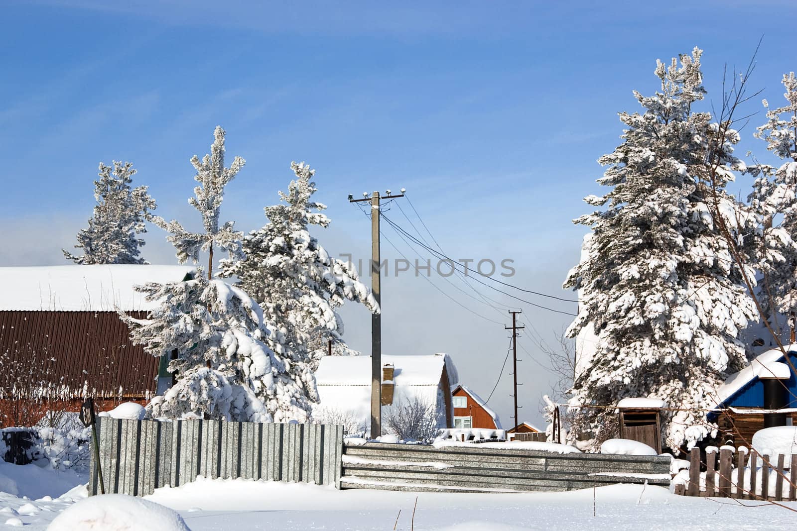 winter day in the village surrounded big evergreen snowcapped trees