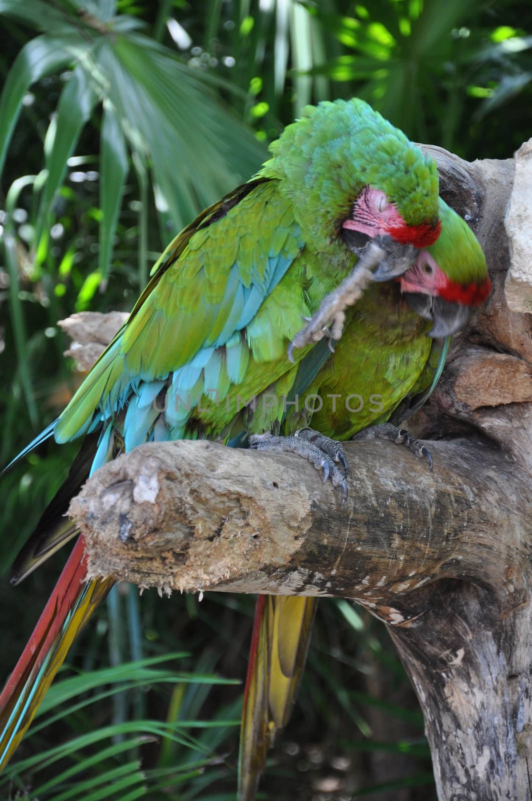 Tropical Parrot