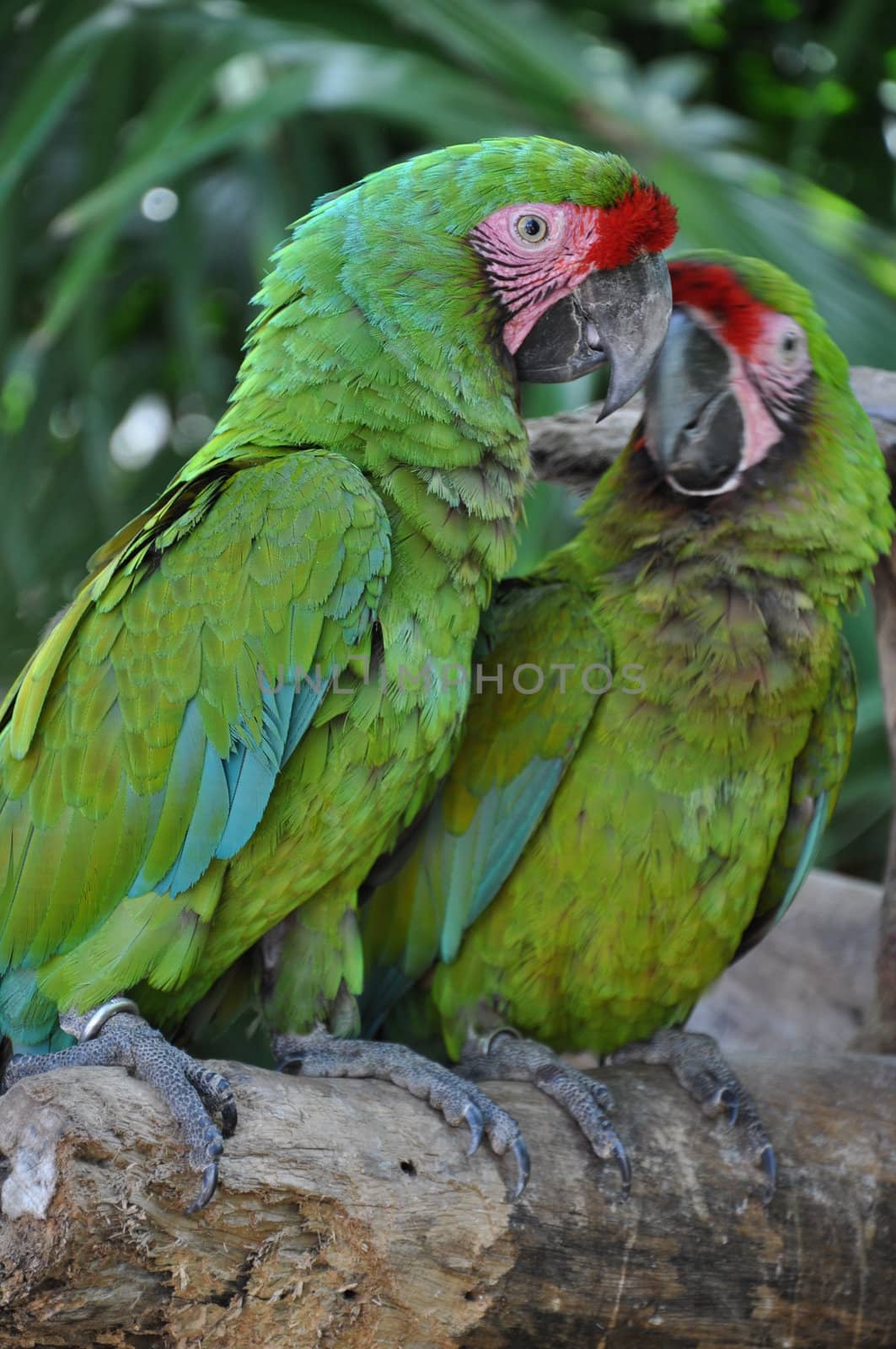 Tropical Parrot