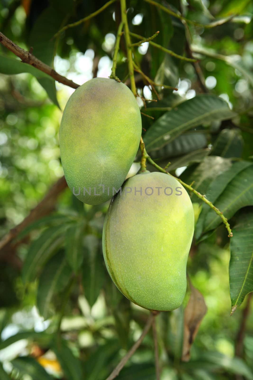 fresh green mangoes hanging on a tree