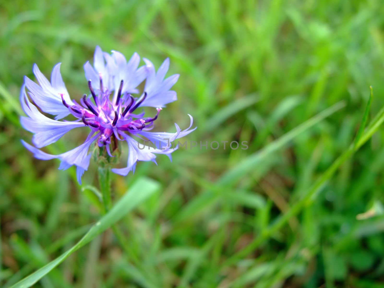 Blue cornflower in the green grass