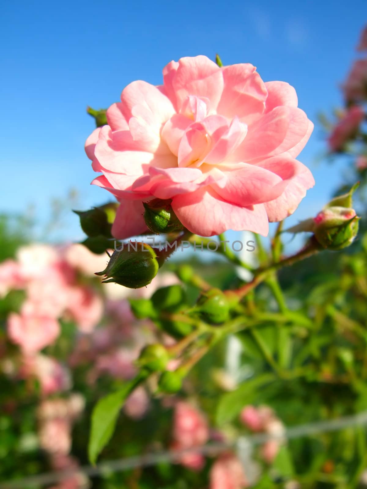 Gentle flower of a prickly dogrose in a garden