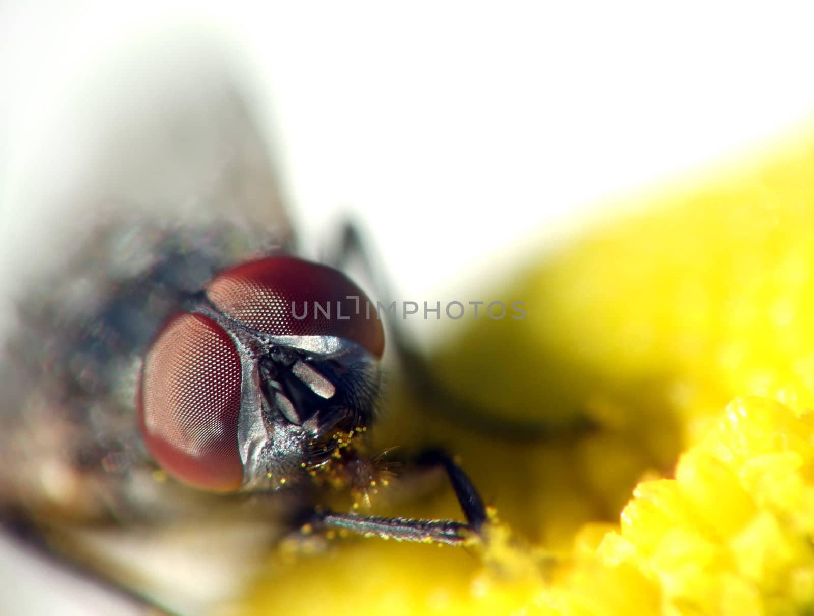 Fly with big eyes eat yellow pollen