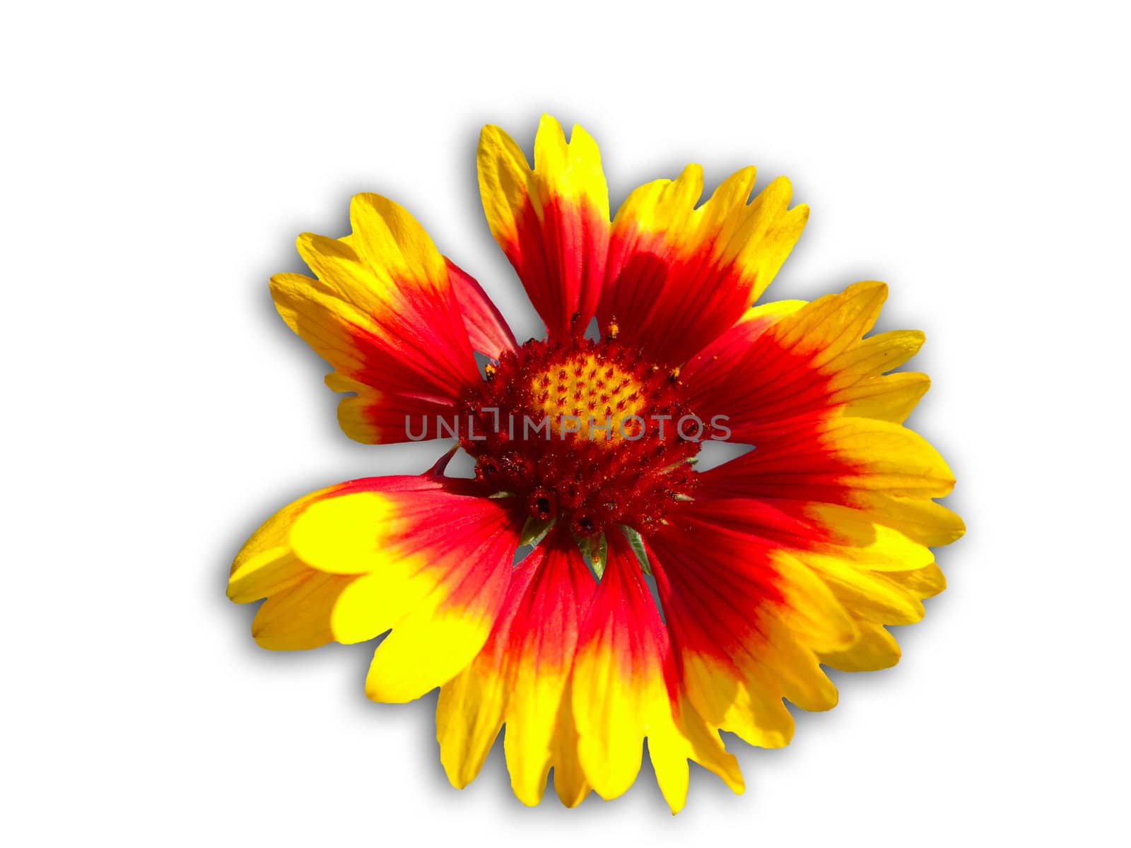 The isolated flower of a firewheel (Gaillardia) on the white