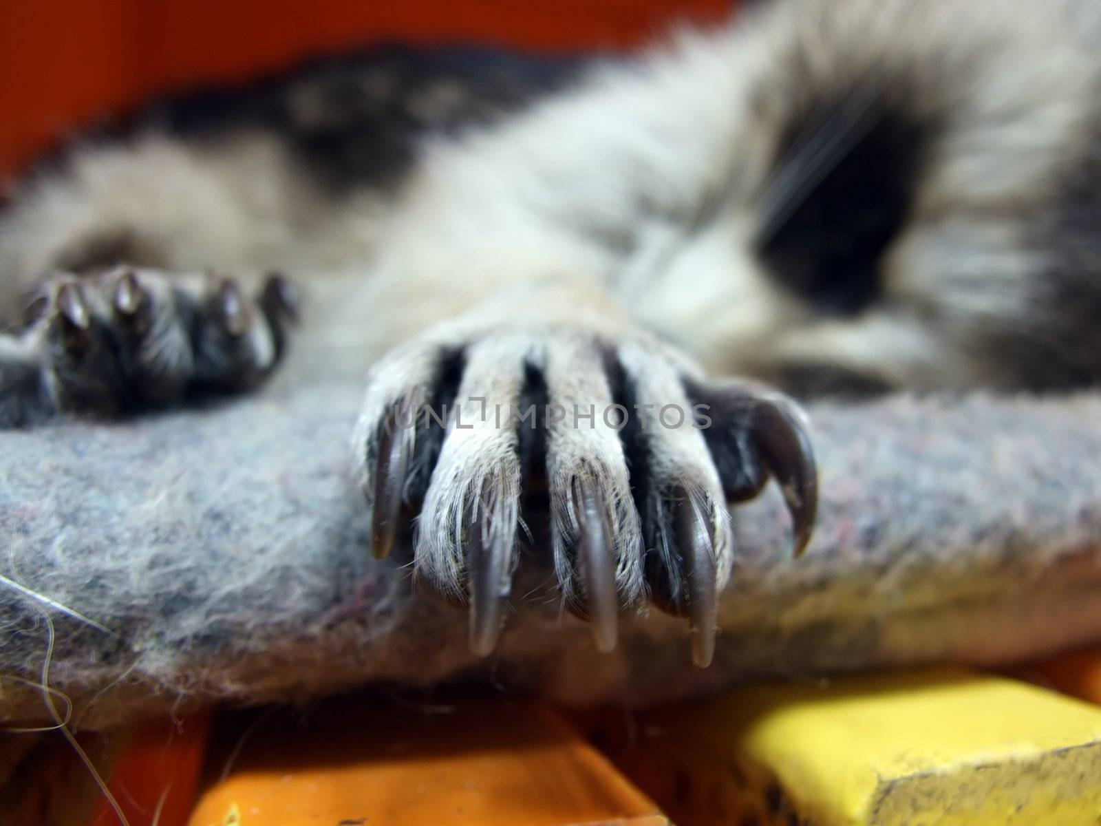 Sleeping Raccoons Paw With Bigg Claws