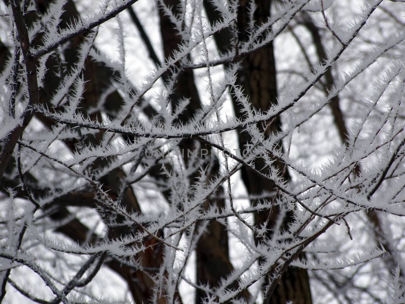 Hoarfrost on the bound willow branches