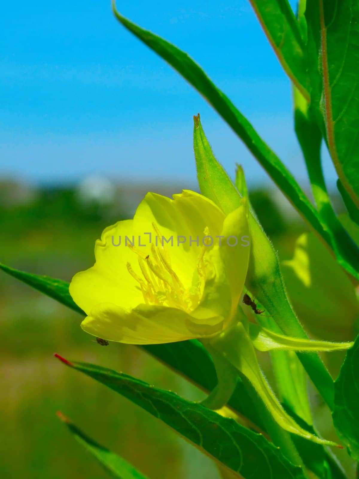 The wild yellow flower on which creeps an ant