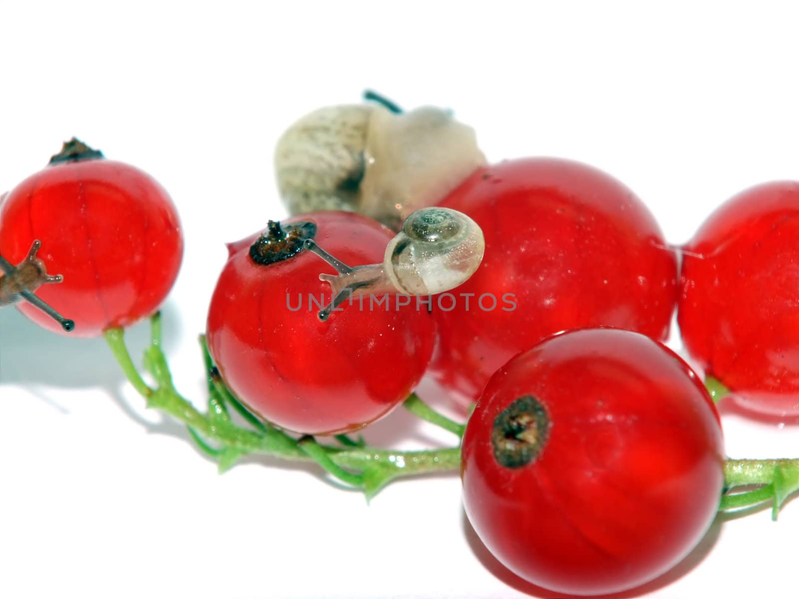 Small snails on a red currant the isolated