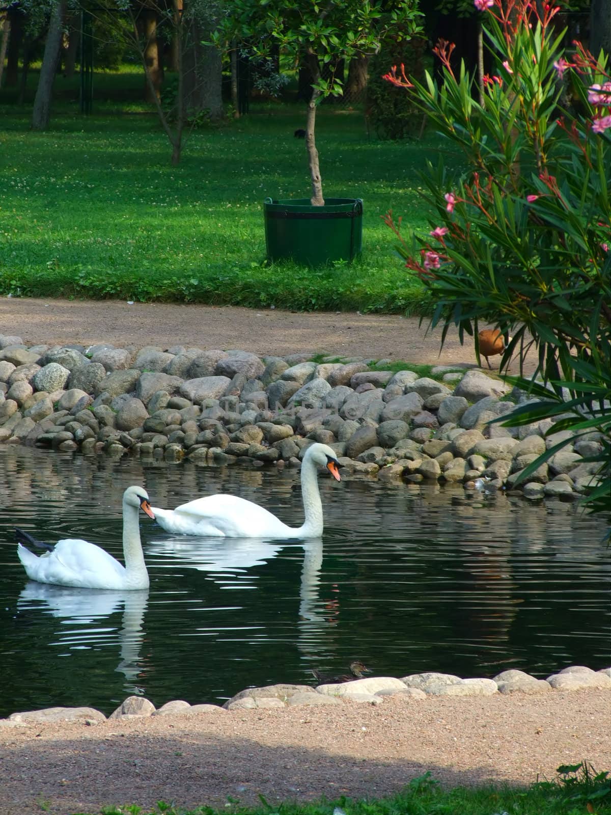 Two white swans in a park pond