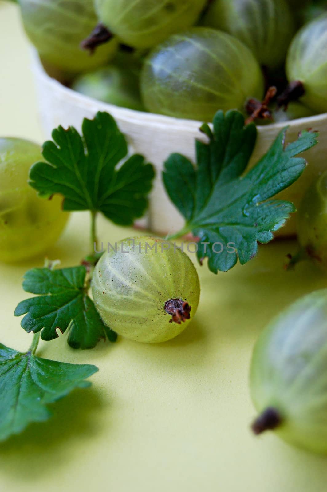 Gooseberries with leaves over green back