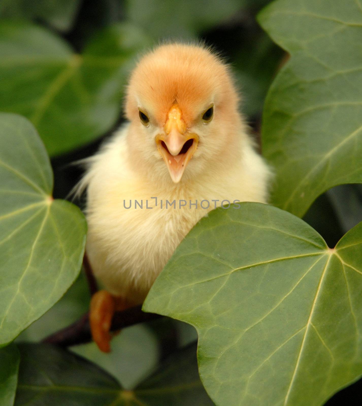cute young yellow chick in green leaf