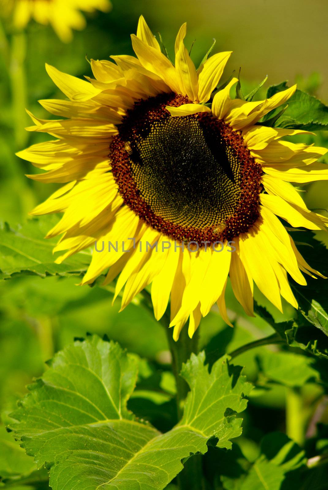 Sunflower in the farm with bees by pixbox77