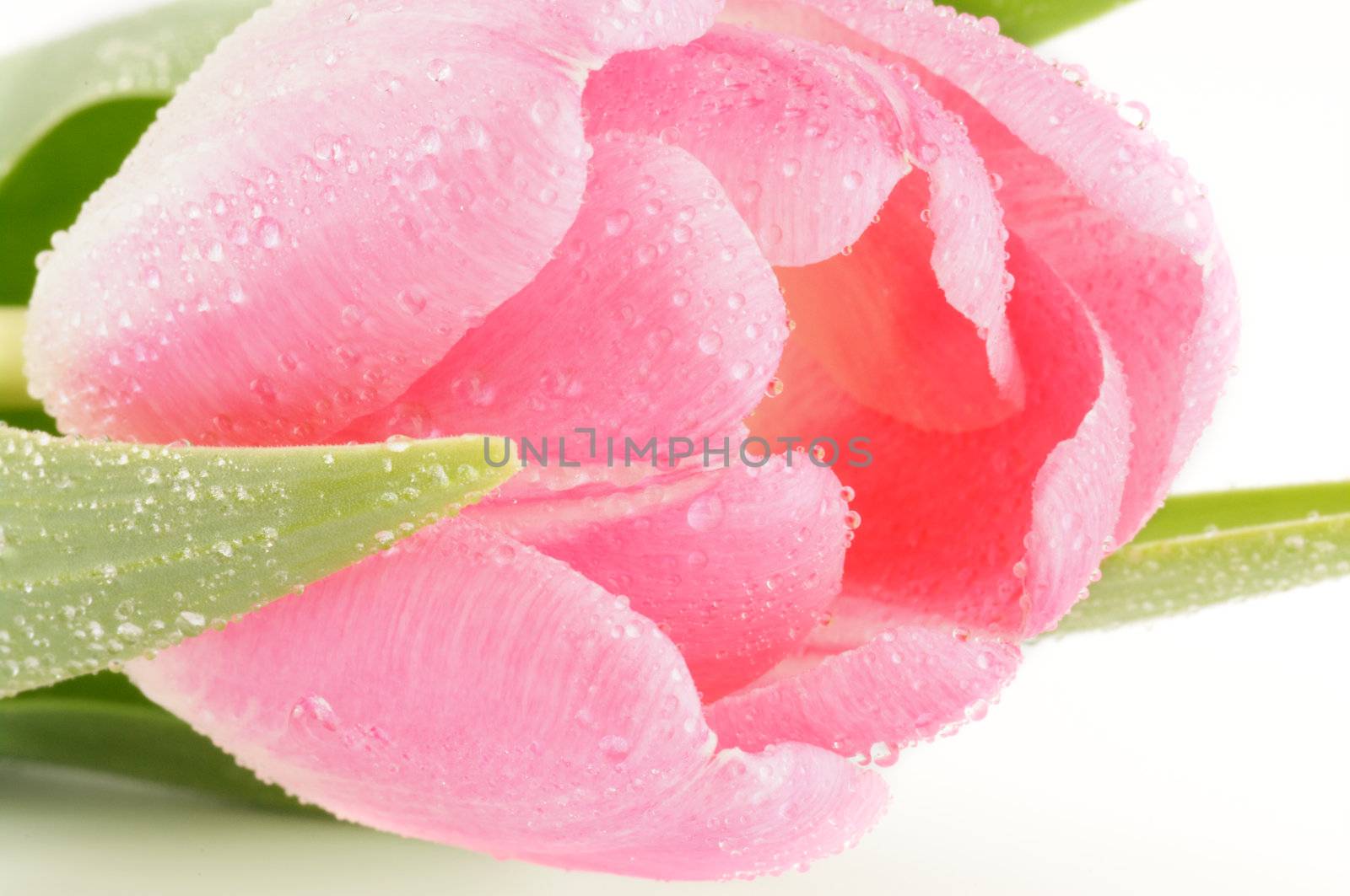 Bud of Spring pink tulips close up by zhekos