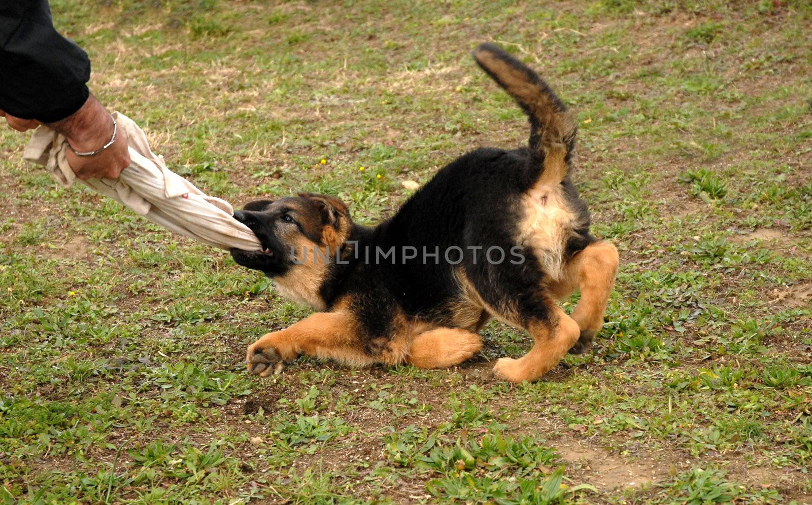 biting puppy by cynoclub