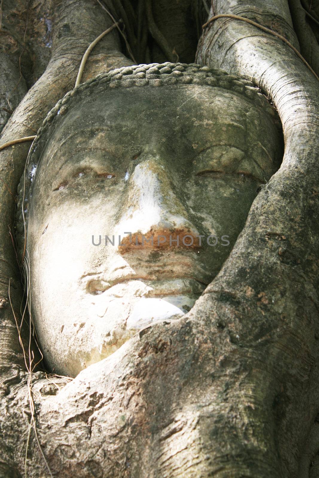 Buddha Head at Wat Mahathat surounding by roots.