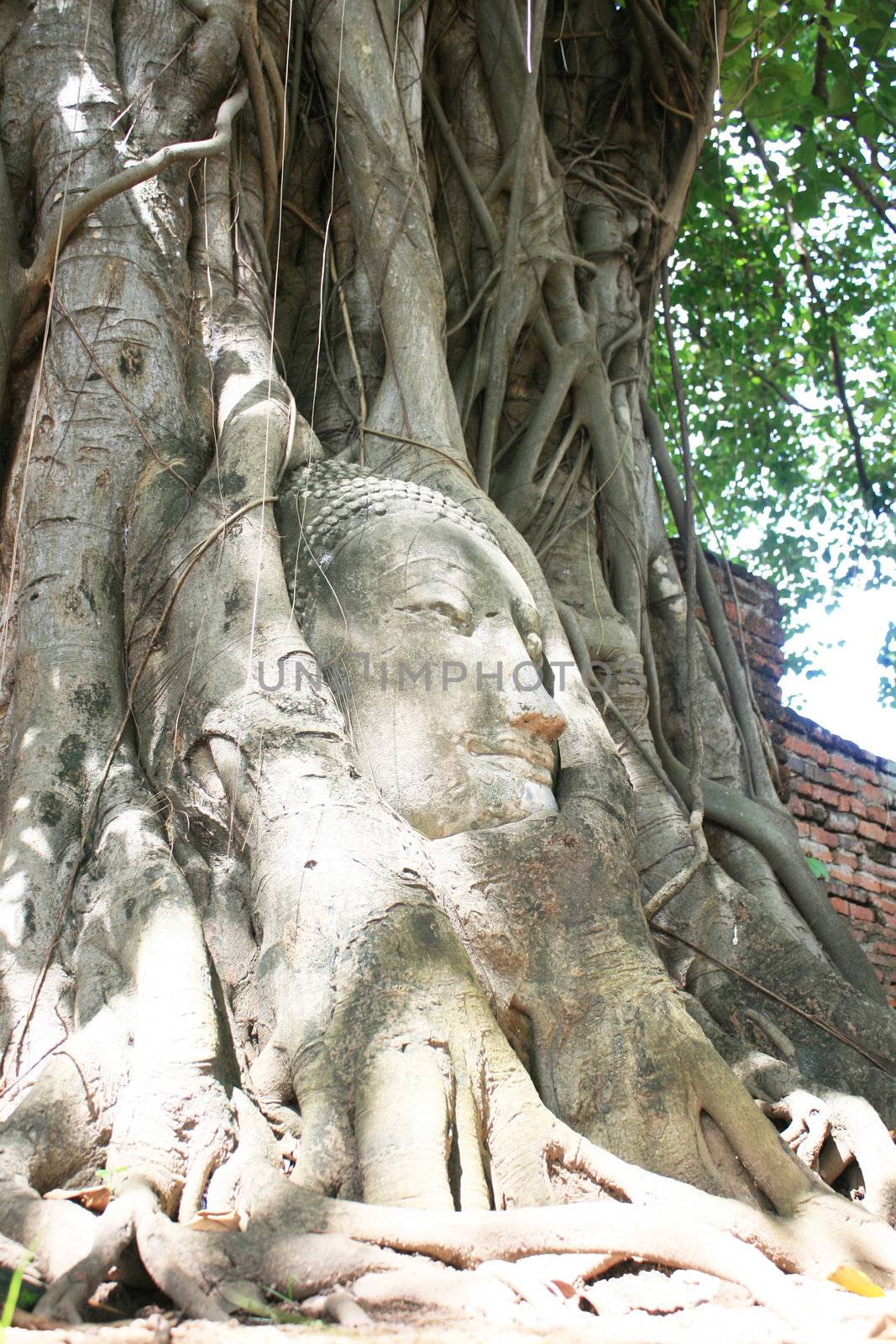 Buddha Head at Wat Mahathat surounding by roots.