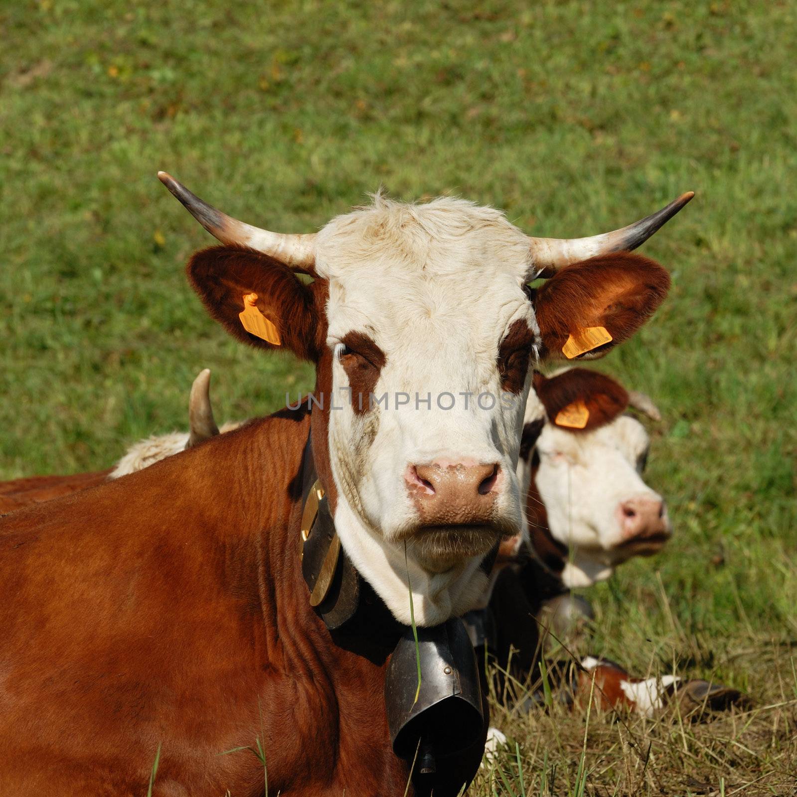 Cow, farm animal in the french alps, Tarine race cow, savy, beaufort sur Doron