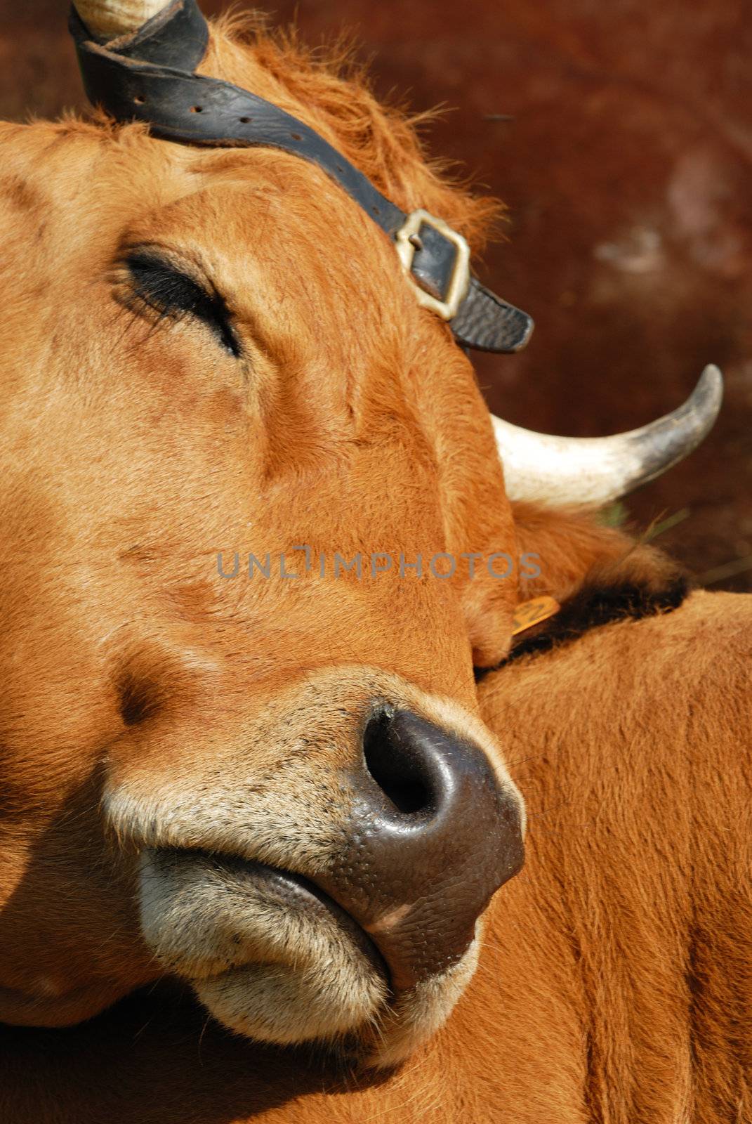 Cow, farm animal in the french alps, Tarine race cow, savy, beaufort sur Doron