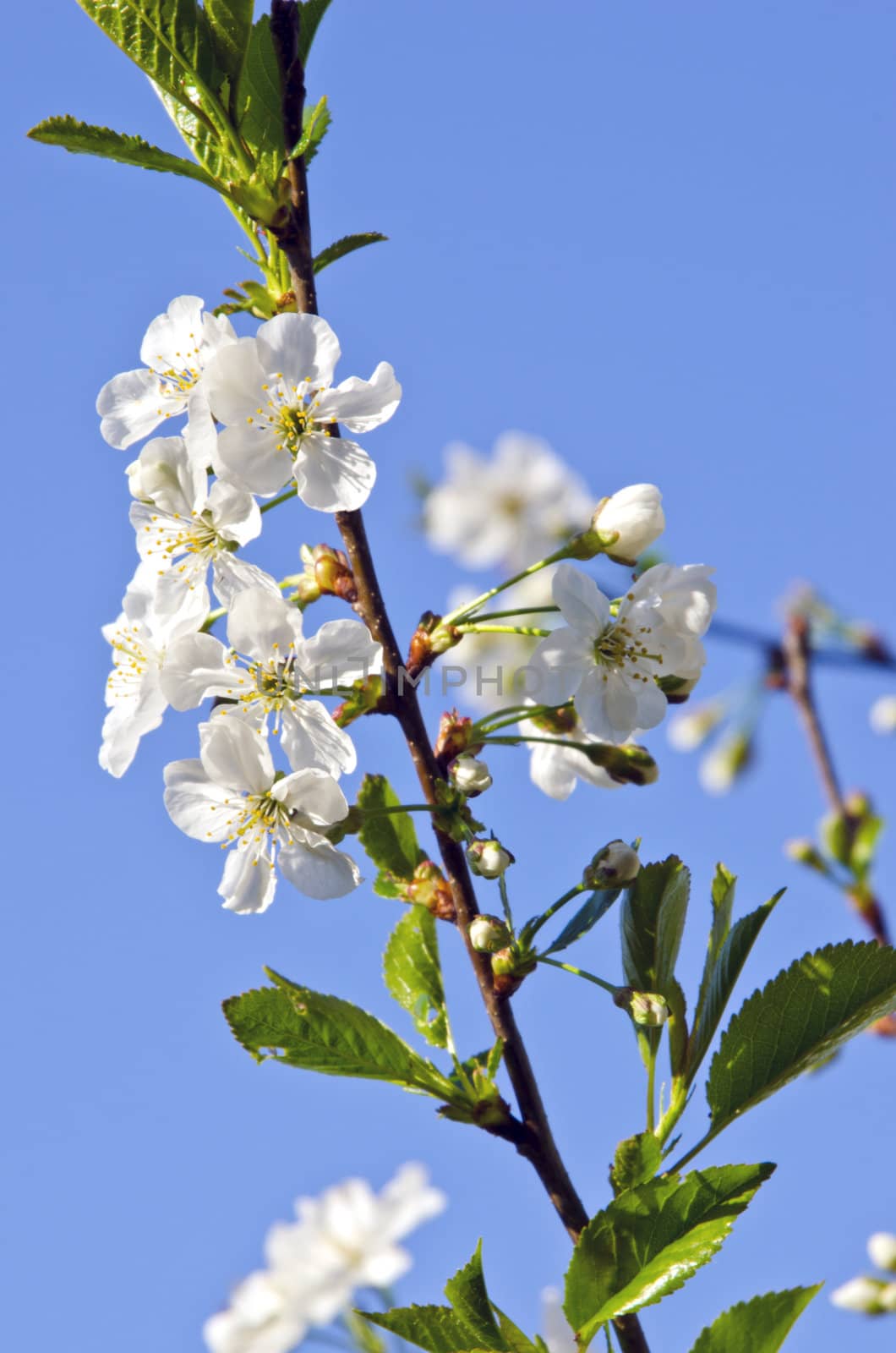 White cherry tree bud and bloom in spring beauty closeup macro backdrop background.