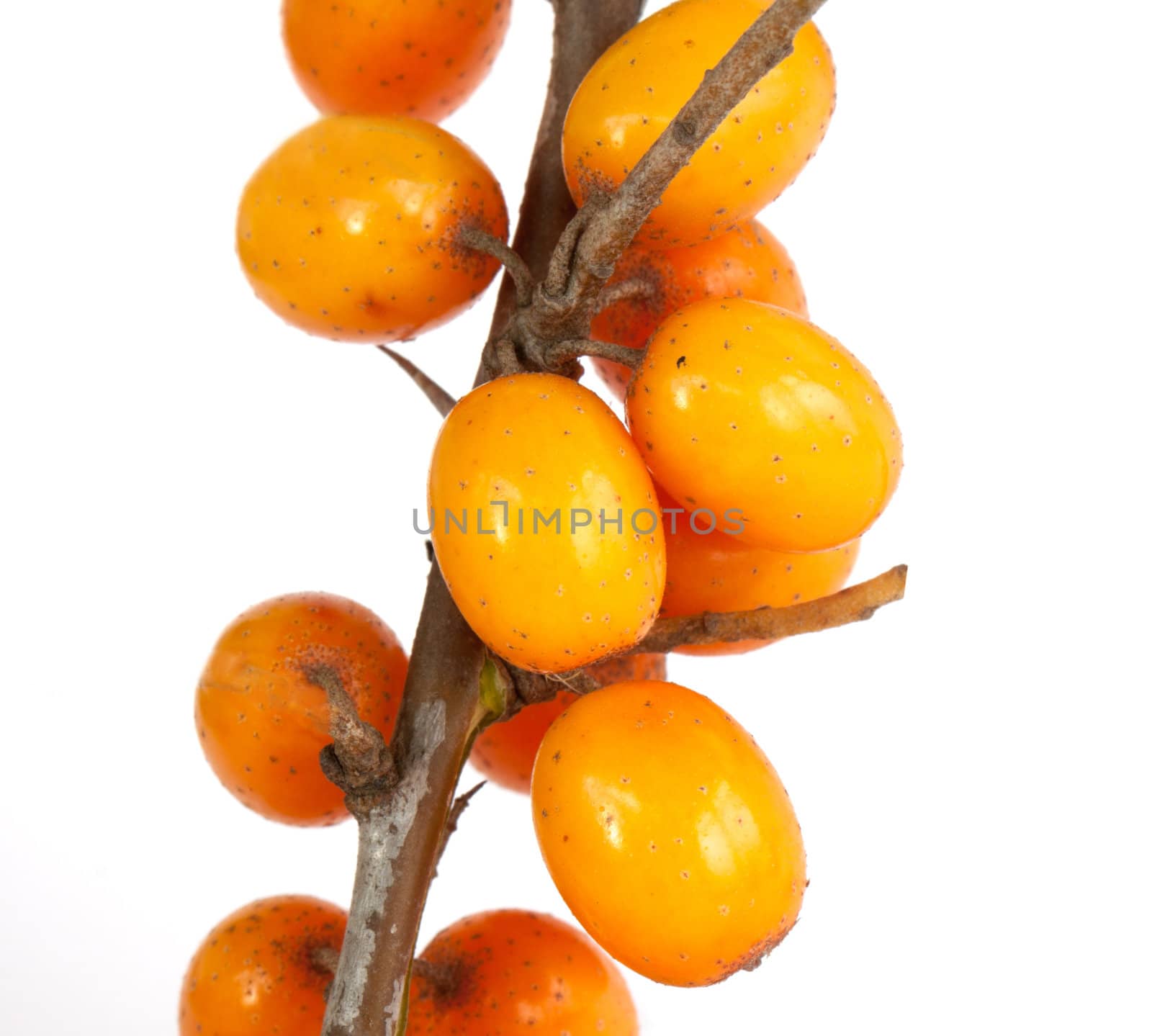 Sea-buckthorn isolated on white background