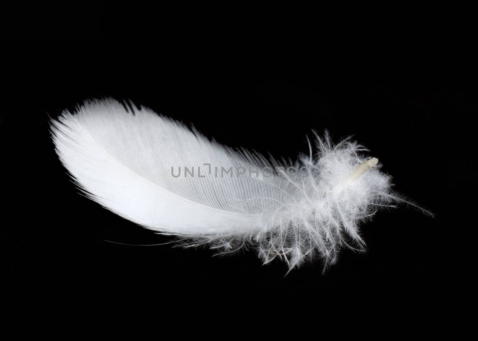 White feather isolated on white background