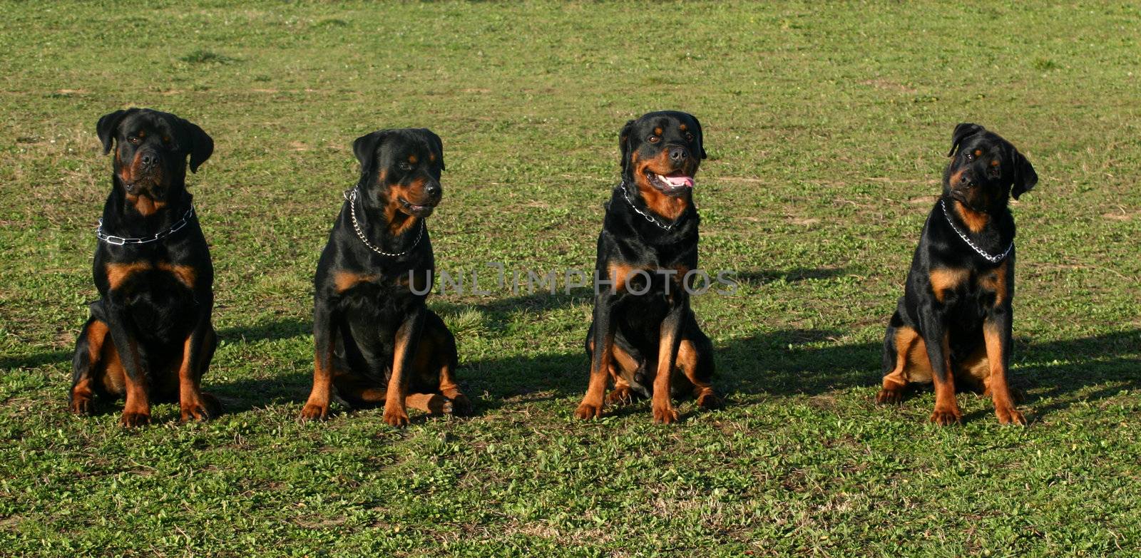 portrait of four purebred rottweiler sitting in a field