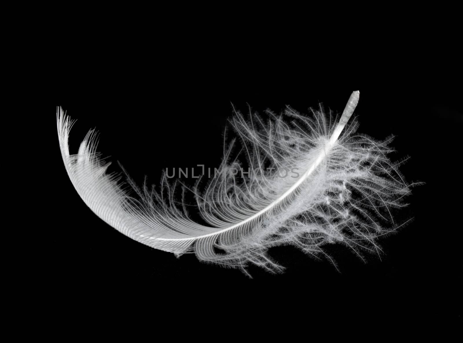 White feather isolated on white background