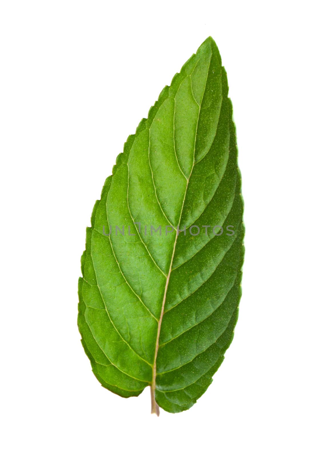 Leaf of mint isolated on white