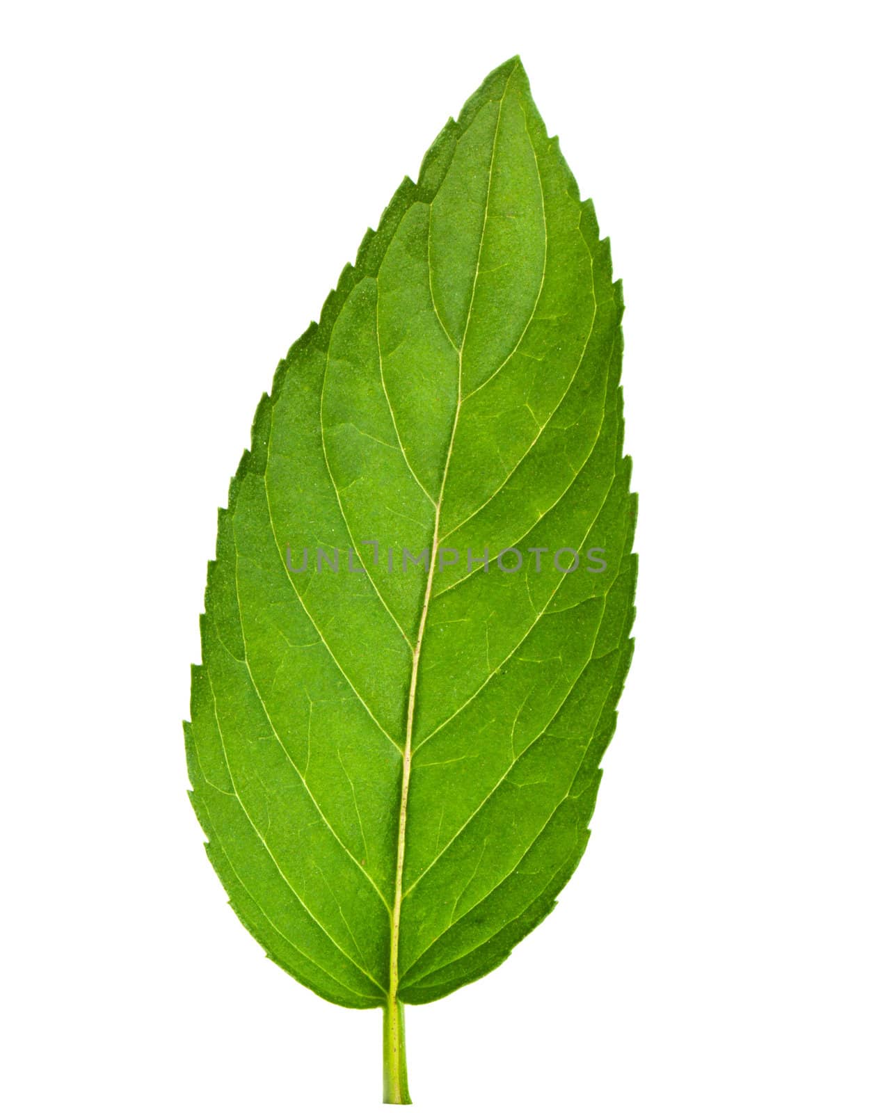 Leaf of mint isolated on white