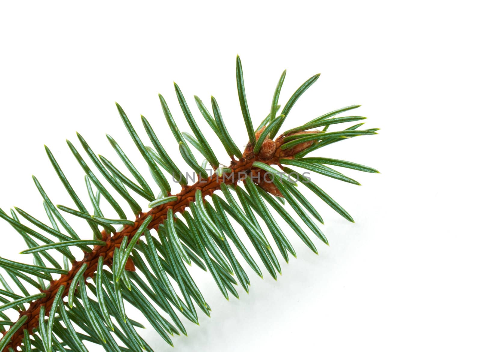 Pine tree branch isolated on white backgrond