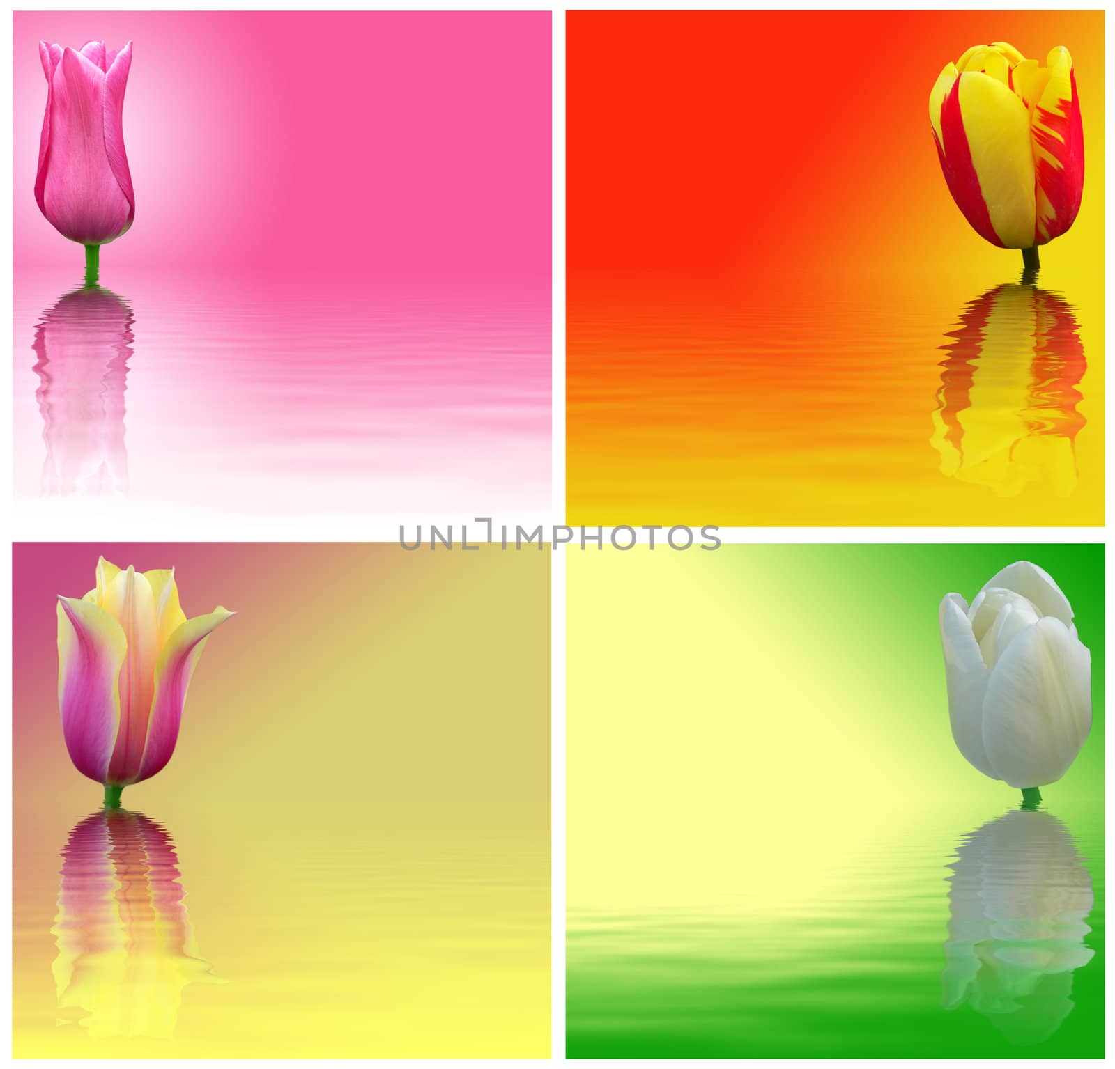 Red, yellow, white and pink tulips on a colored background. Abstract image flowers with reflection on water.