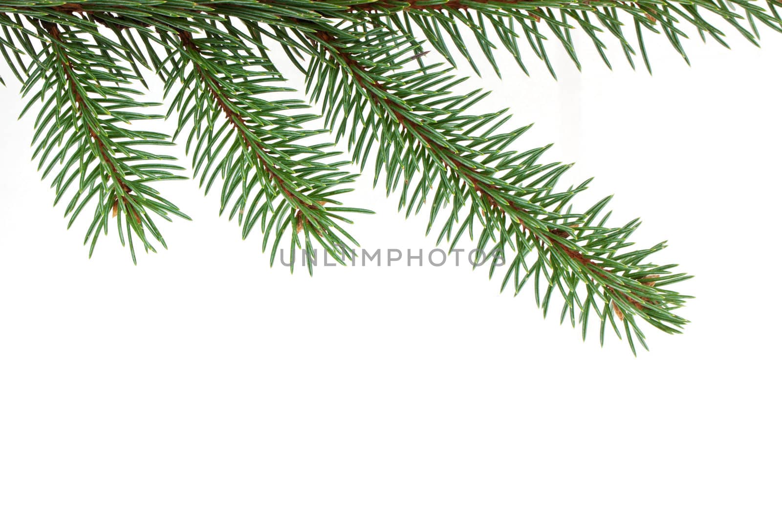 Pine tree branch by vtorous