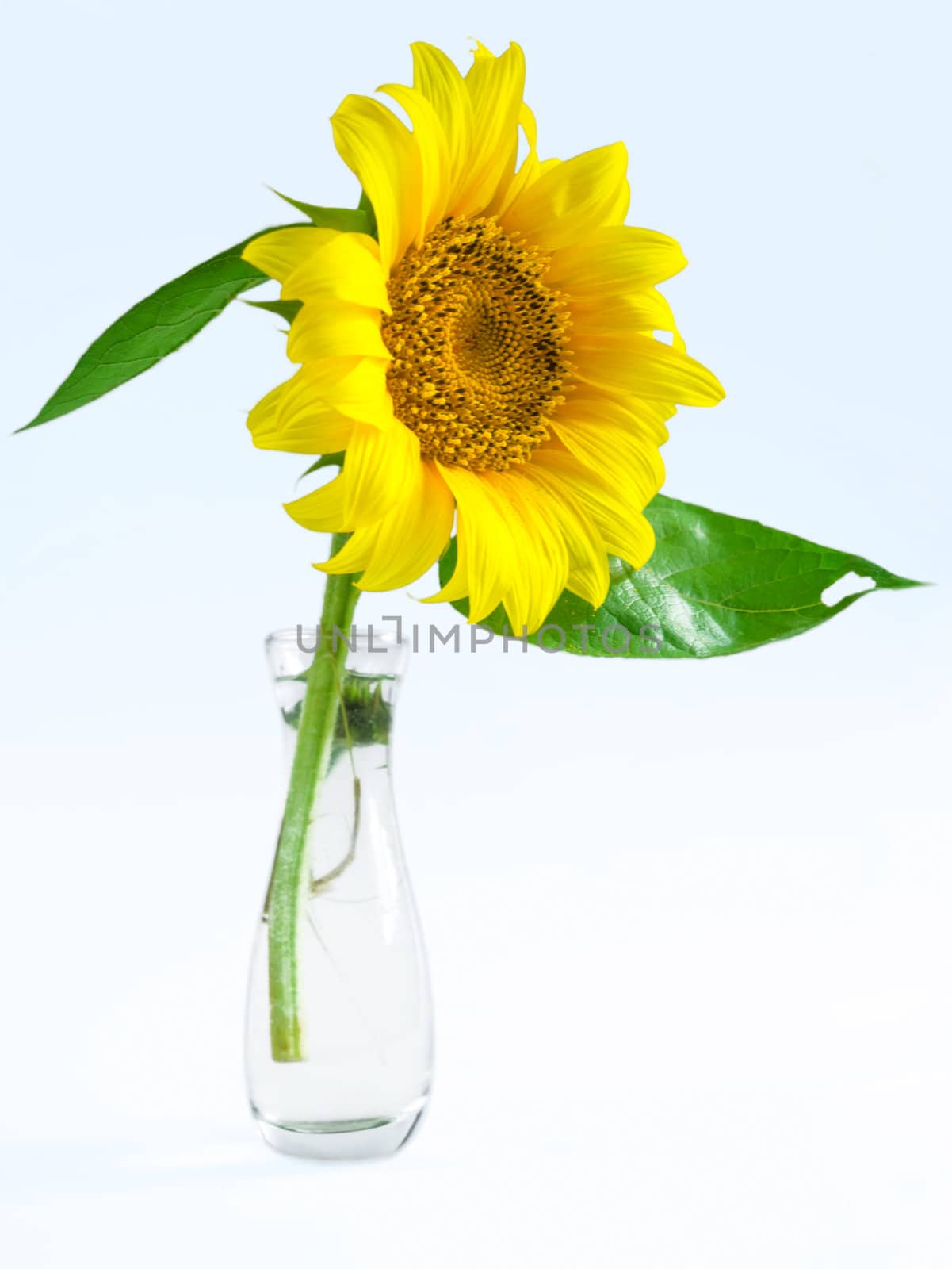 Beautiful yellow sunflower in a vase on a white background