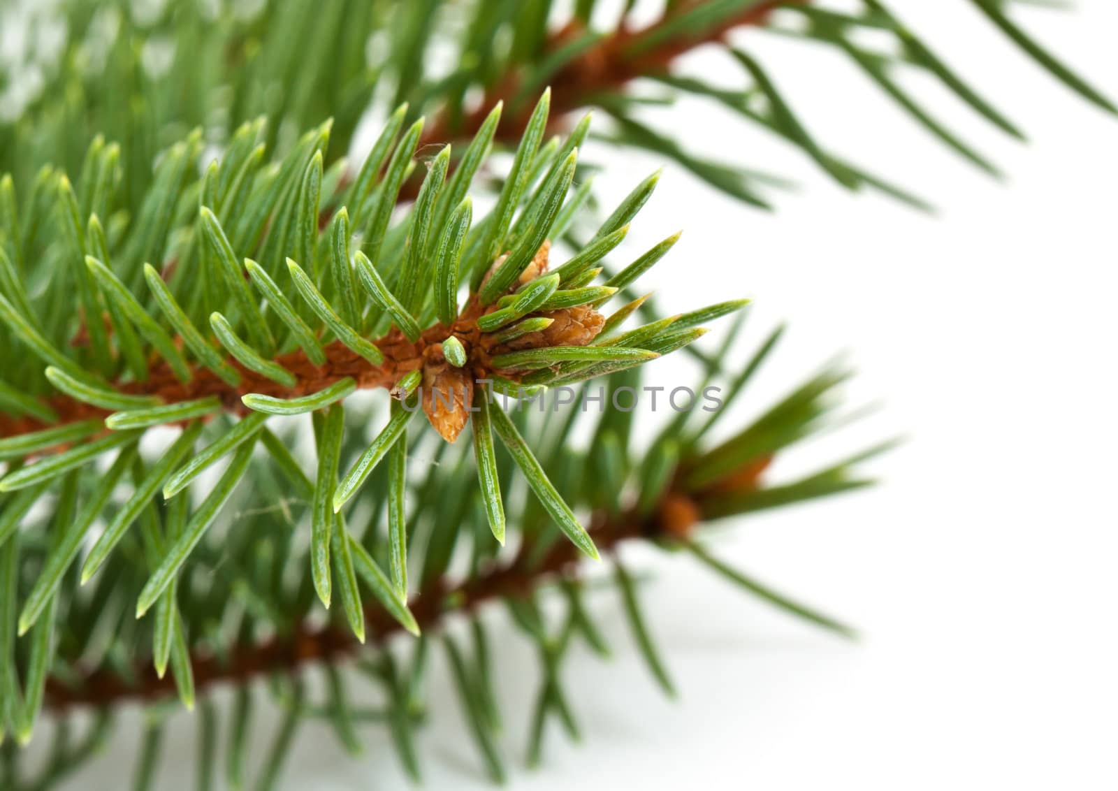 Pine tree branch isolated on white backgrond