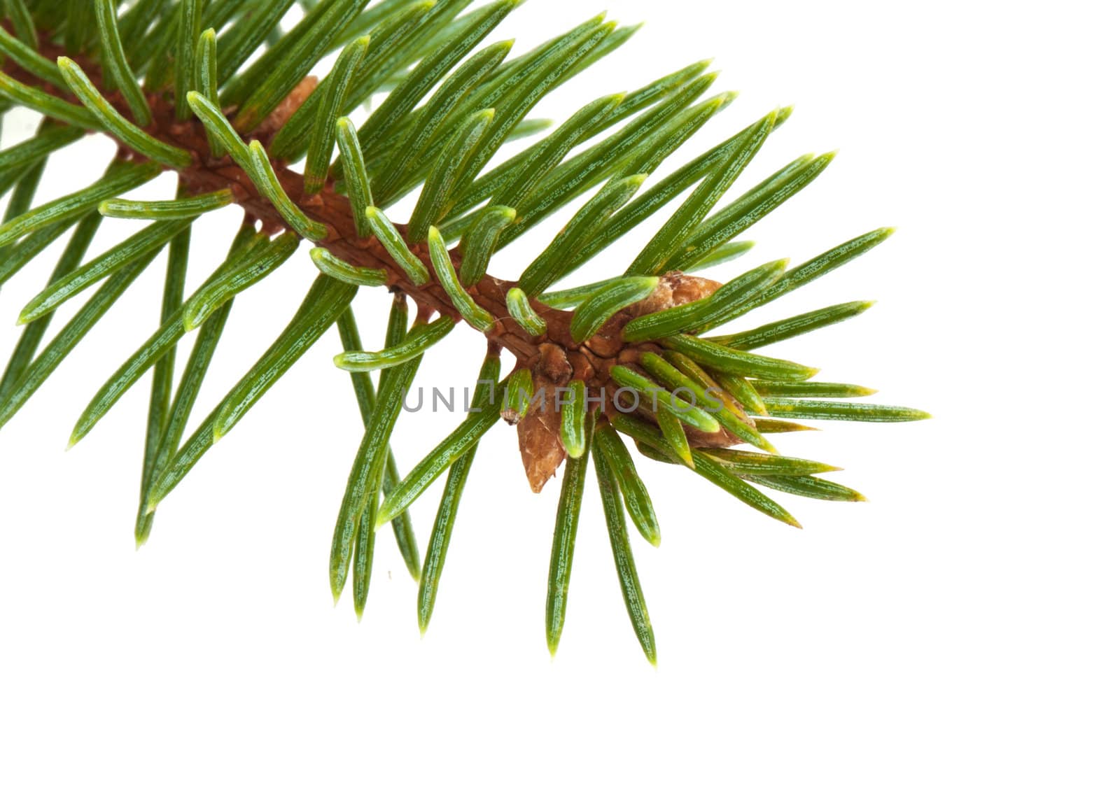 Pine tree branch isolated on white backgrond