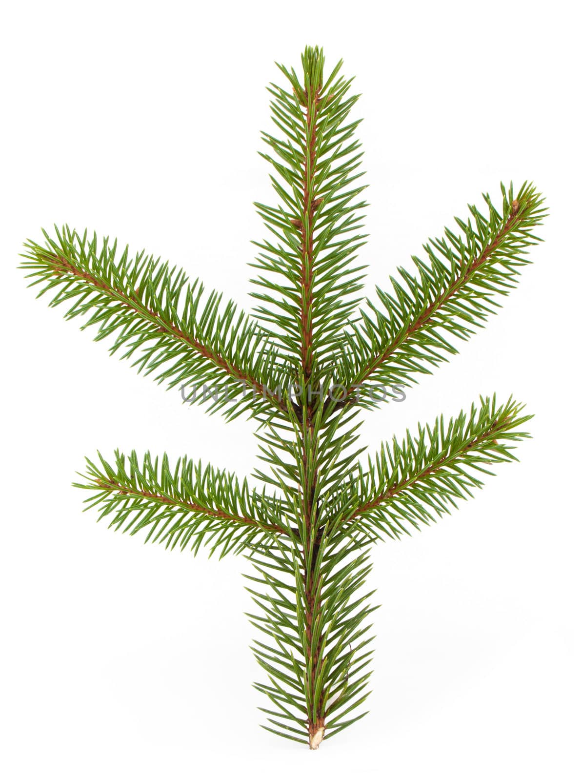 Pine tree branch isolated on white backgrond