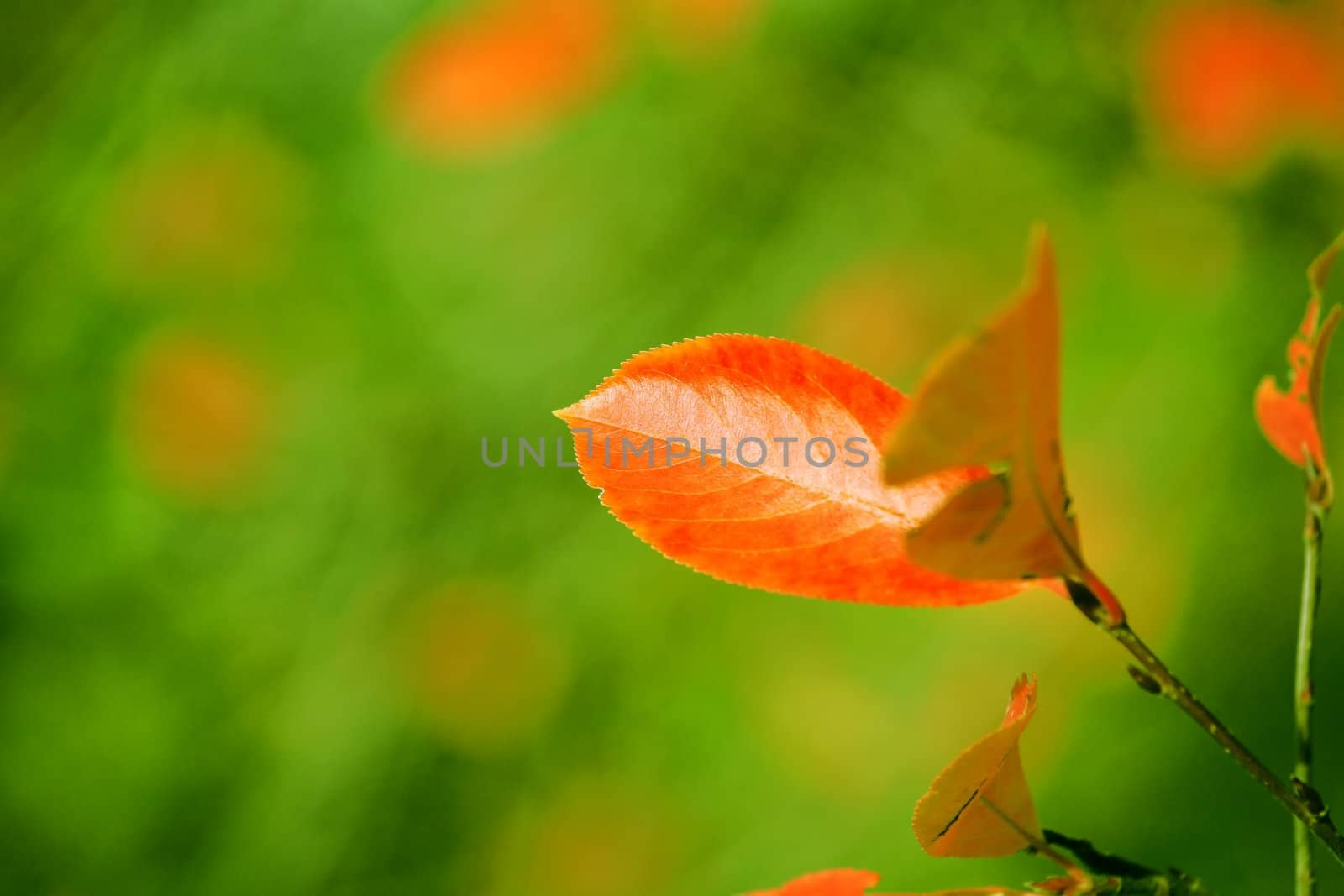 Red autumn leaves on a green background still fresh vegetation