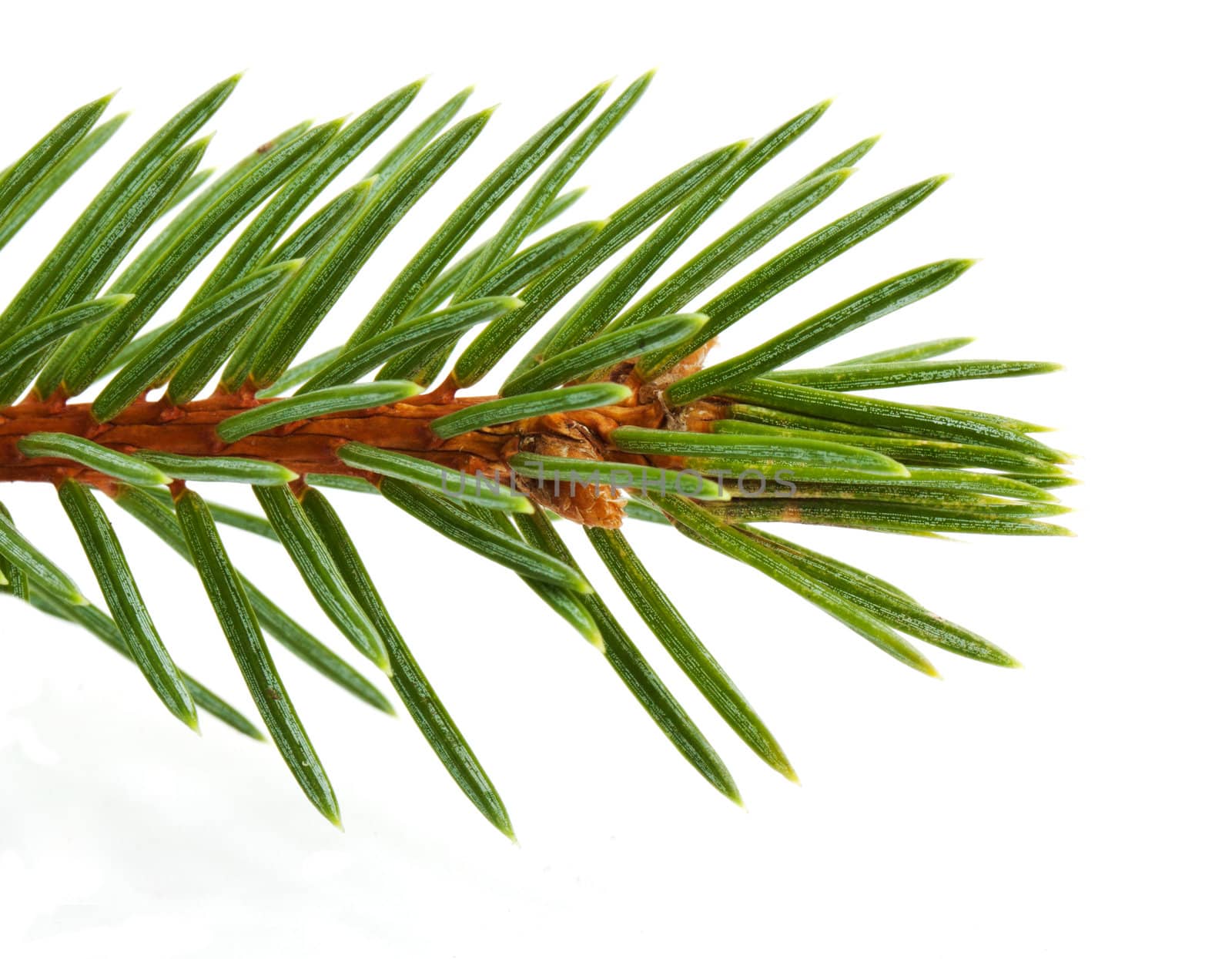 Pine tree branch isolated on white backgrond