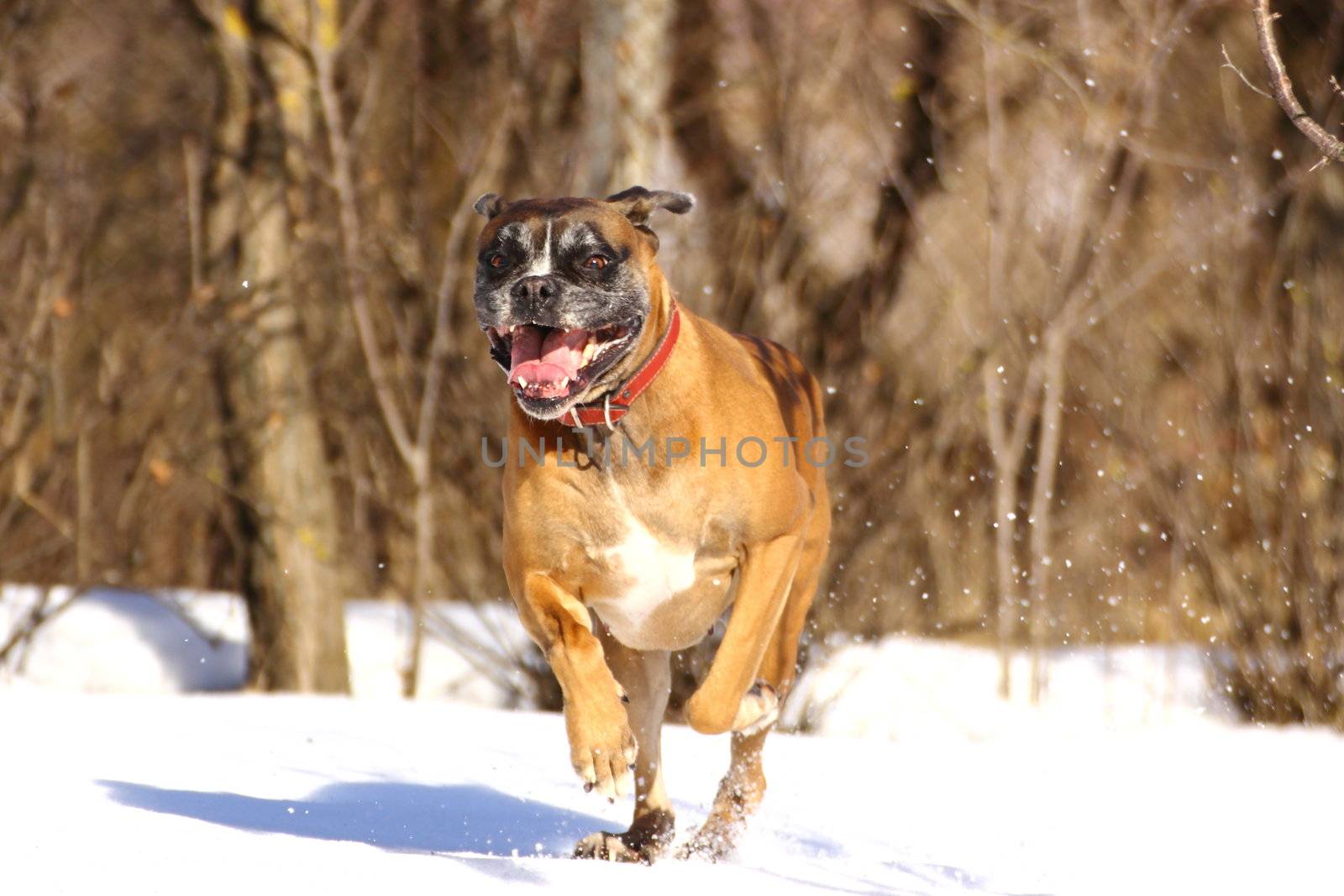 playful dog running in big snow