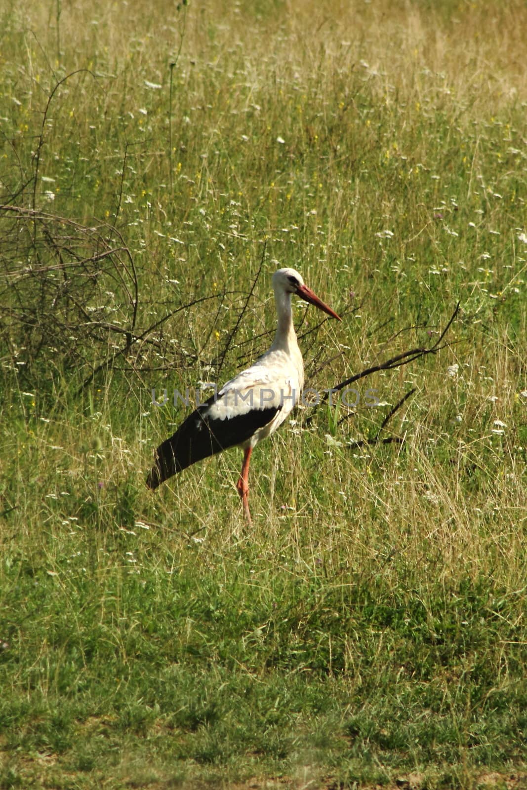 stork standing in the grass at the adge of a swamp
