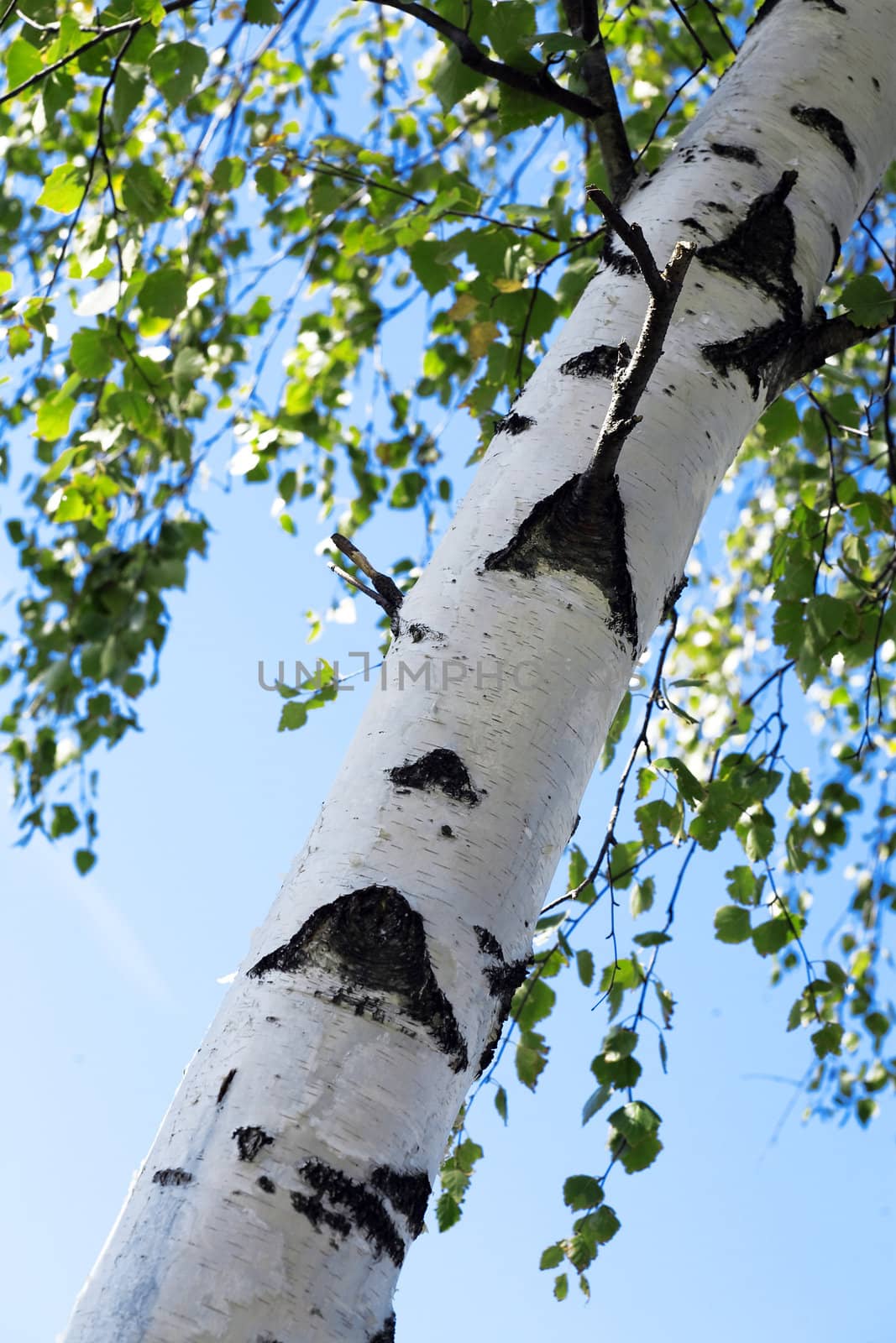 barrel of birch with green young foliage on a background of blue sky