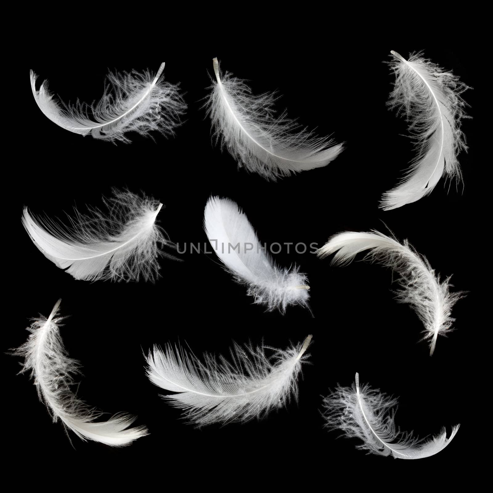 Set of white feathers isolated on white