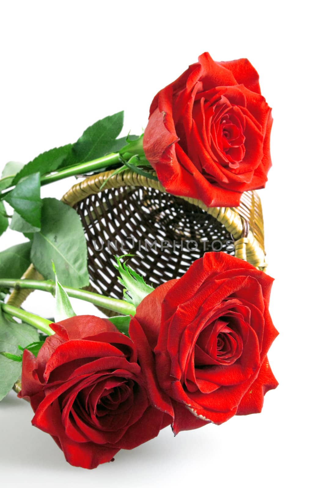 Bunch of fresh roses in a basket on a white background