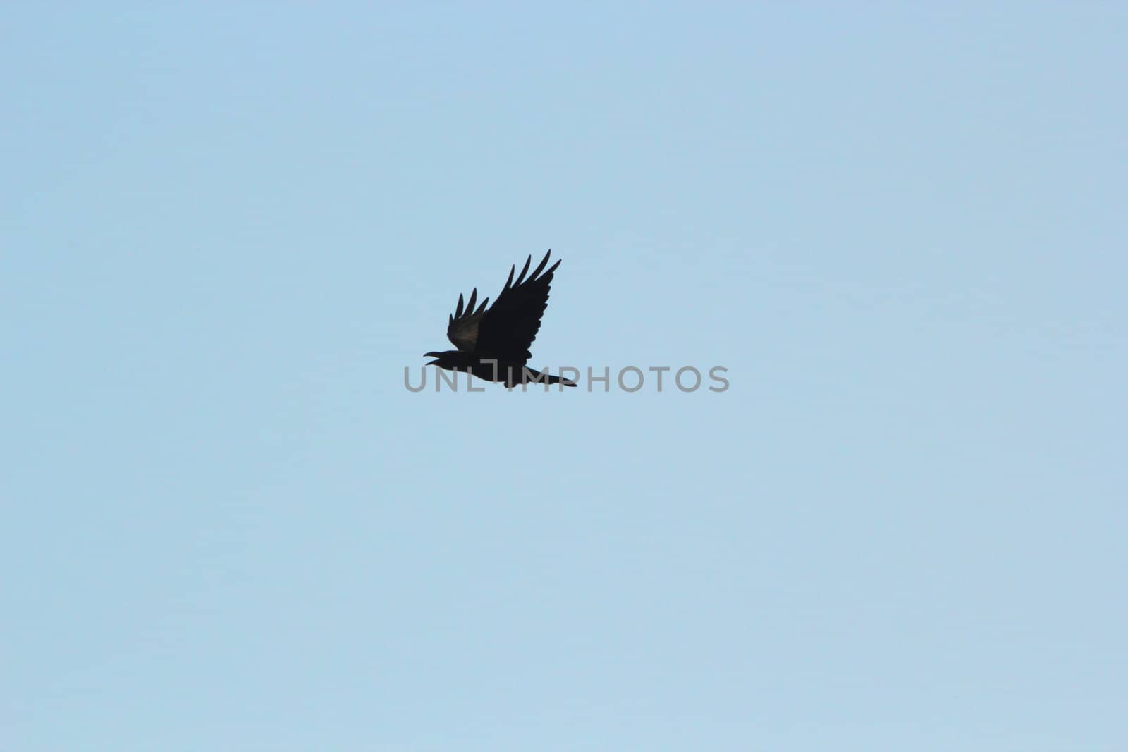 raven flying by taviphoto