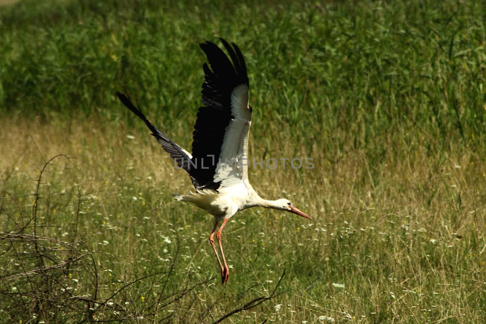 a stork getting off the ground as it spotted us