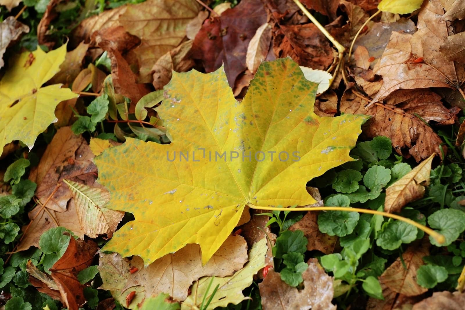 yellow brown and red withering maple leaves as nature background