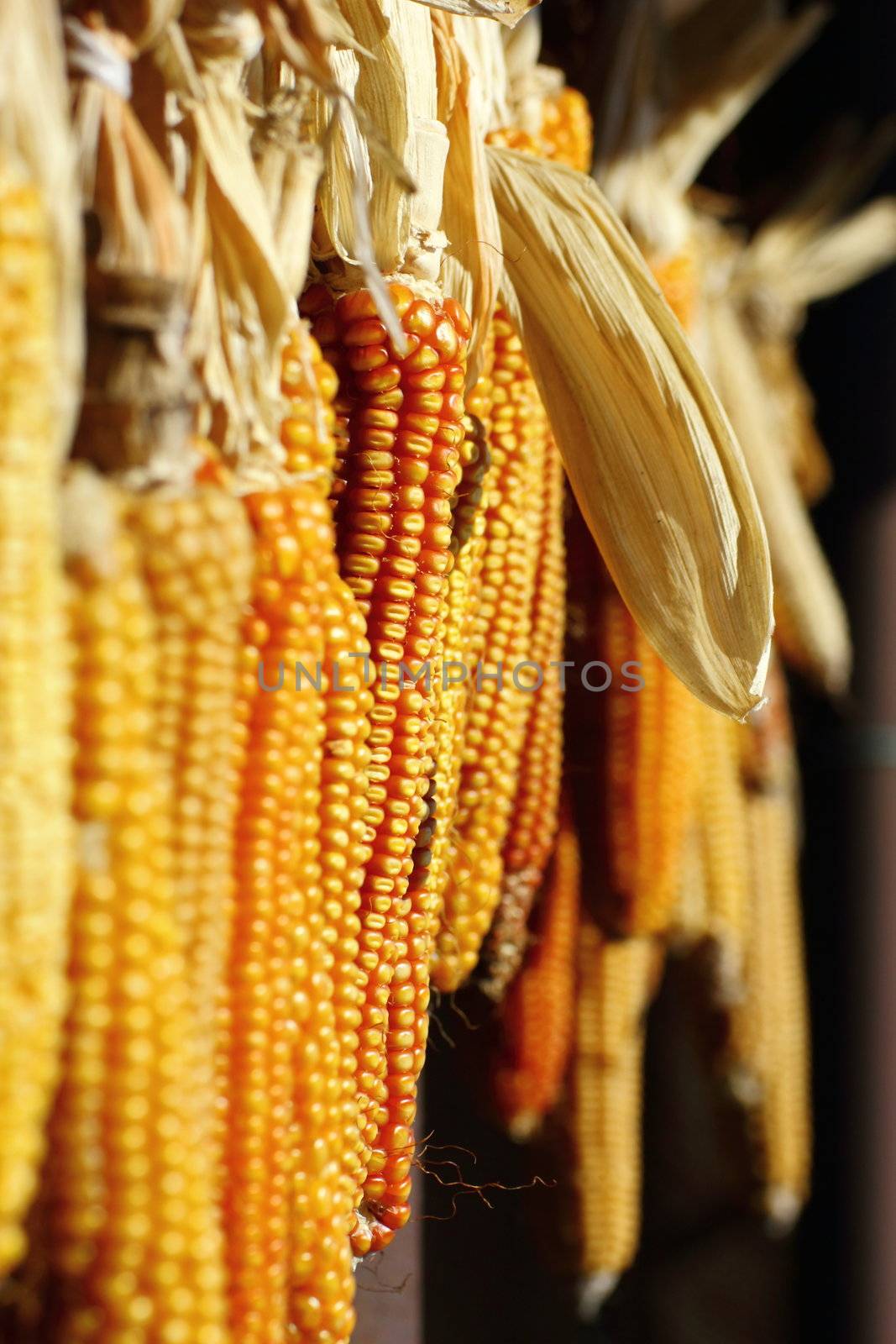suspended maize by taviphoto